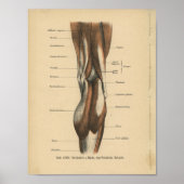 Vintage Anatomie Poster (Vorne)