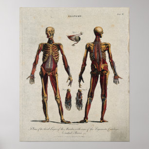 Vintage Anatomie Poster