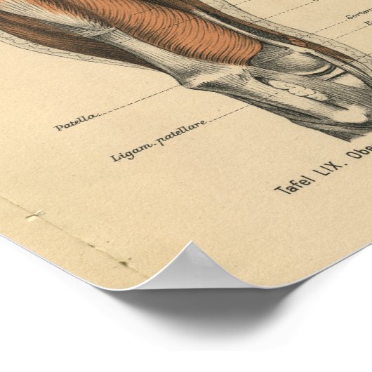 Vintage Anatomie Poster (Ecke)