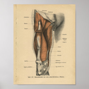 Vintage Anatomie Poster