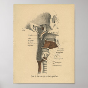 Vintage Anatomie Poster