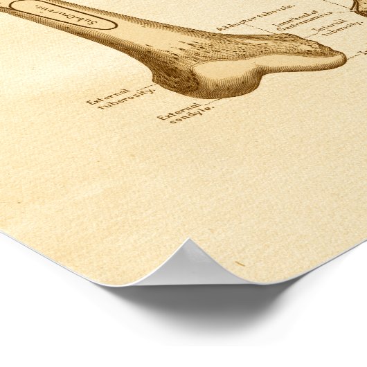 Vintage Anatomie Poster (Ecke)