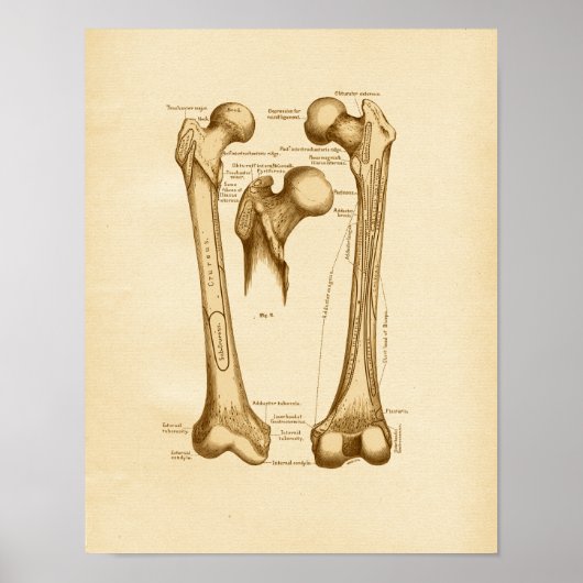 Vintage Anatomie Poster (Vorne)