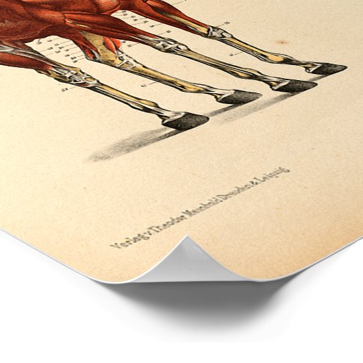 Vintage Anatomie Poster (Ecke)