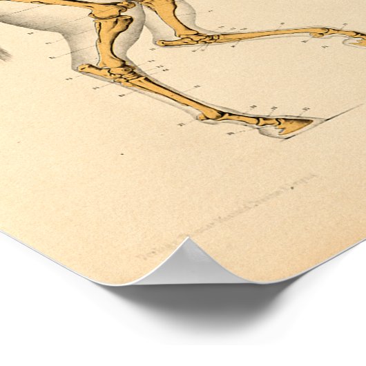 Vintage Anatomie Poster (Ecke)