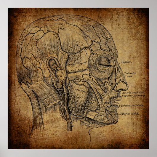 Vintage Anatomie Poster (Vorne)