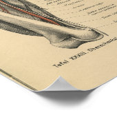 Vintage Anatomie Poster (Ecke)