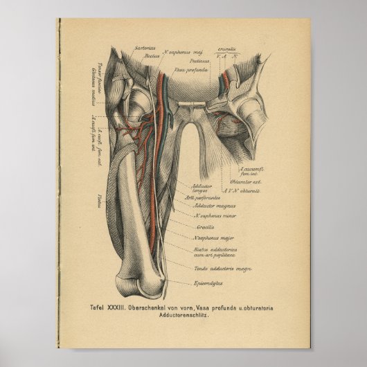 Vintage Anatomie Poster (Vorne)