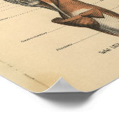 Vintage Anatomie Poster (Ecke)