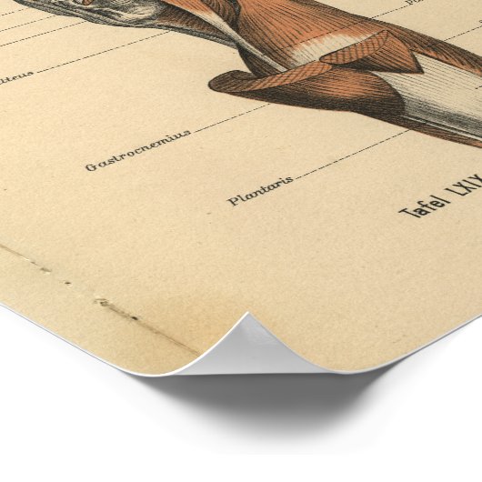 Vintage Anatomie Poster (Ecke)