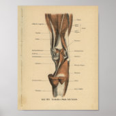 Vintage Anatomie Poster (Vorne)