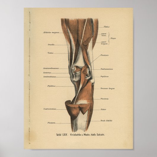 Vintage Anatomie Poster (Vorne)