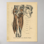 Vintage Anatomie Poster (Vorne)