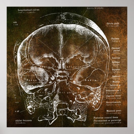 Vintage Anatomie  Poster (Vorne)