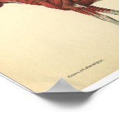 Vintage Anatomie Poster (Ecke)