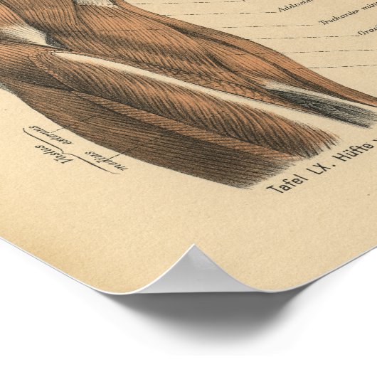 Vintage Anatomie Poster (Ecke)