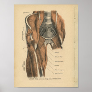 Vintage Anatomie Poster