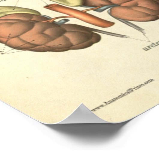 Vintage Anatomie Poster (Ecke)