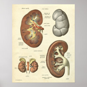 Vintage Anatomie Poster