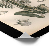 Vintage Anatomie Poster (Ecke)