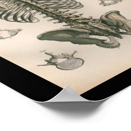 Vintage Anatomie Poster (Ecke)