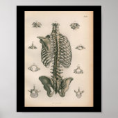 Vintage Anatomie Poster (Vorne)