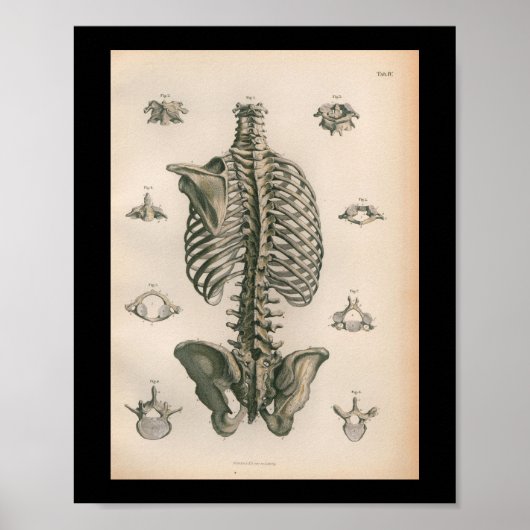 Vintage Anatomie Poster (Vorne)