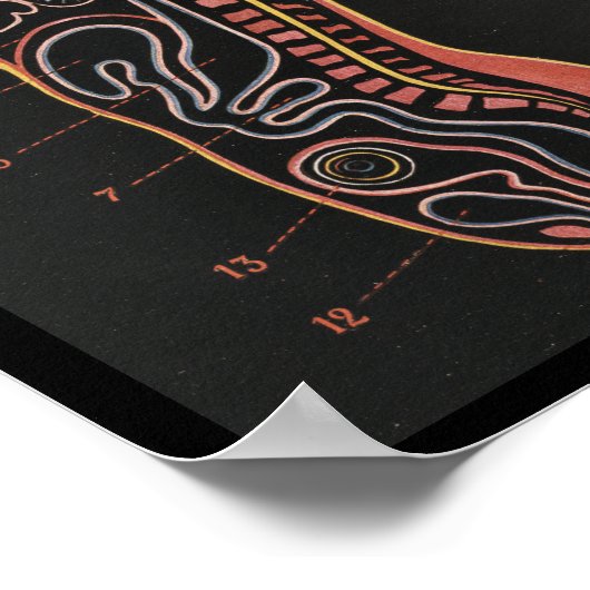 Vintage Anatomie Poster (Ecke)