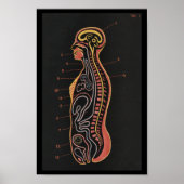 Vintage Anatomie Poster (Vorne)
