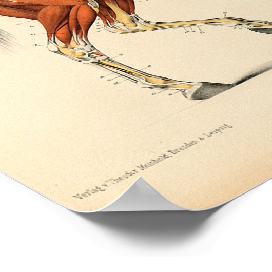Vintage Anatomie Poster (Ecke)
