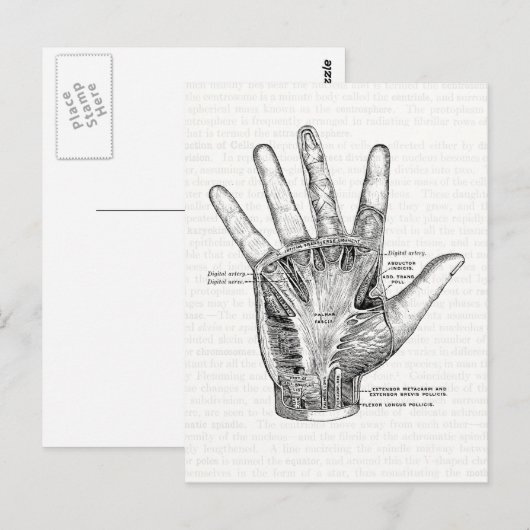 Vintage Anatomie Postkarte (Vorne/Hinten)