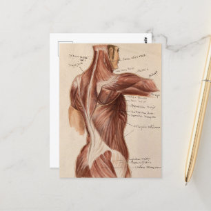 Vintage Anatomie Postkarte