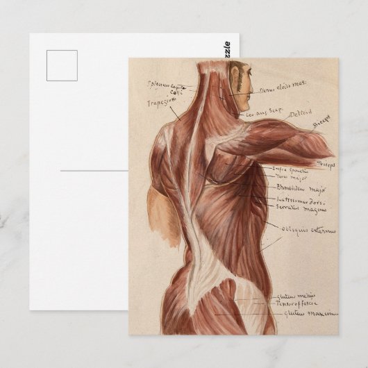 Vintage Anatomie Postkarte (Vorne/Hinten)