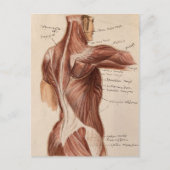 Vintage Anatomie Postkarte (Vorderseite)