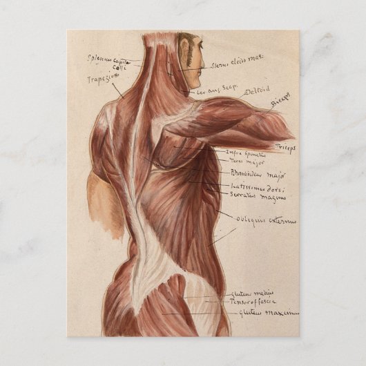 Vintage Anatomie Postkarte (Vorderseite)