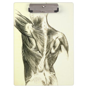 Vintage Anatomie Rückenmuskulatur (circa 1852) Klemmbrett