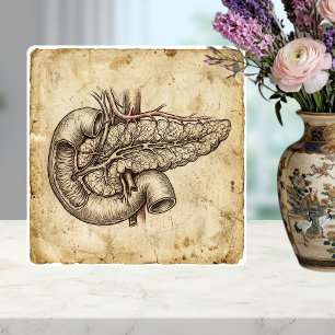 Vintage Anatomie-Skizze der Bauchspeicheldrüse Ill Fliese