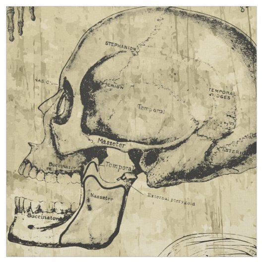 Vintage Anatomie Stoff (Muster)