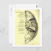 Vintage Anatomie | Untergrund des Schädels Innenfl Postkarte (Vorne/Hinten)