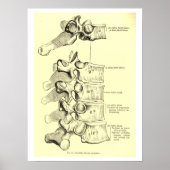Vintage Anatomie | Vertebrae Poster (Vorne)