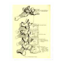 Vintage Anatomie | Vertebrae