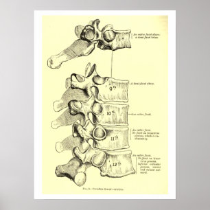 Vintage Anatomie Vertebrae Poster