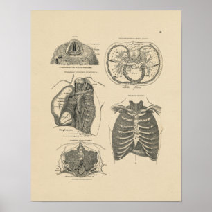 Vintage Anatomie von Lunge und Herz 1880 Druck Poster