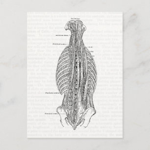 Vintage Anatomie Zeichne die Rückseite Postkarte