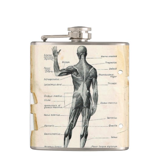 Vintage Anatomie Zeichnend Flachmann (Vorderseite)
