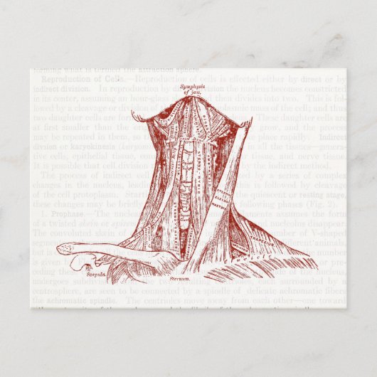 Vintage Anatomie Zeichnend Nackenmuskeln Postkarte (Vorderseite)