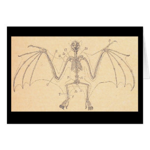 Vintage anatomische Bat Skeleton-Illustration