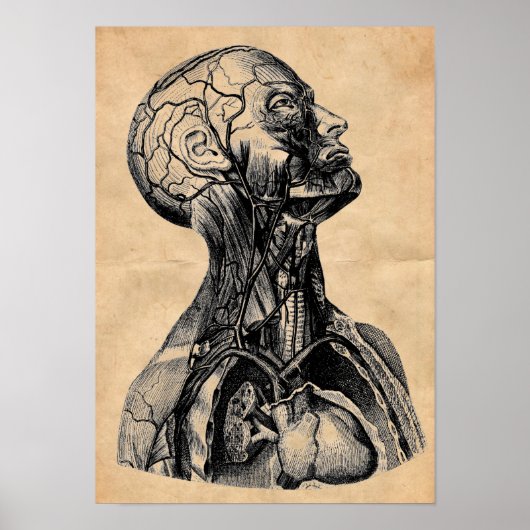 Vintage anatomische Illustration des Oberkörpers Poster (Vorne)