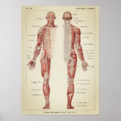 Vintage anatomische Illustration Poster (Vorne)