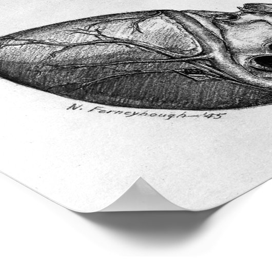 Vintage anatomische Illustration Poster (Ecke)